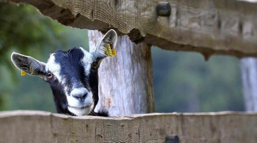 Sahipleri 20 bin avroyu yiyen keçiyi yedi