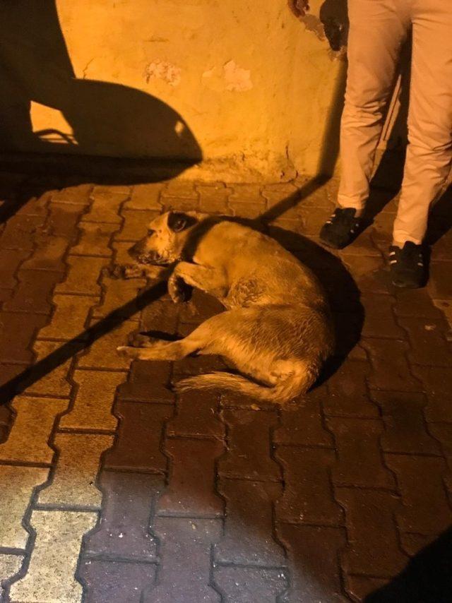 Sokak köpekleri telef oldu