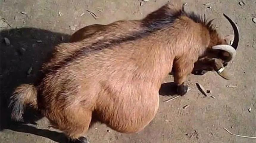 İğren&ccedil; olay! Hamile ke&ccedil;iye tecav&uuml;z etti