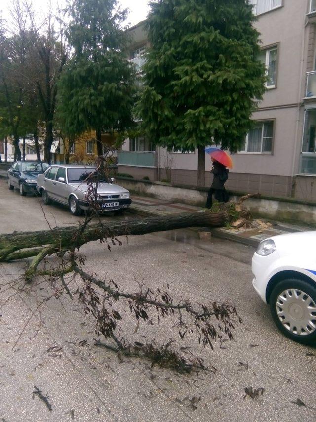 Devrilen ağaç yolu trafiğe kapattı