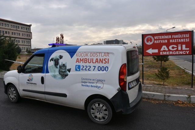 Küçük dostlar ambulansı bin 516 hayvana müdahale etti