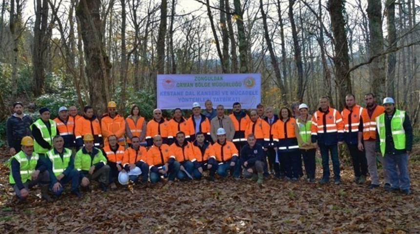 Kurucaşile kestane ile şenlenecek
