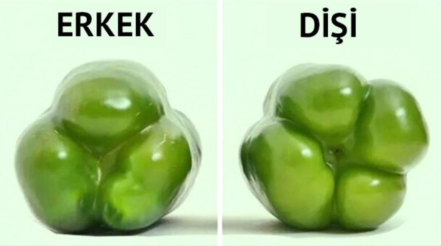 Dolma yaparken erkek biber mi kullanılmalı yoksa dişi biber mi?