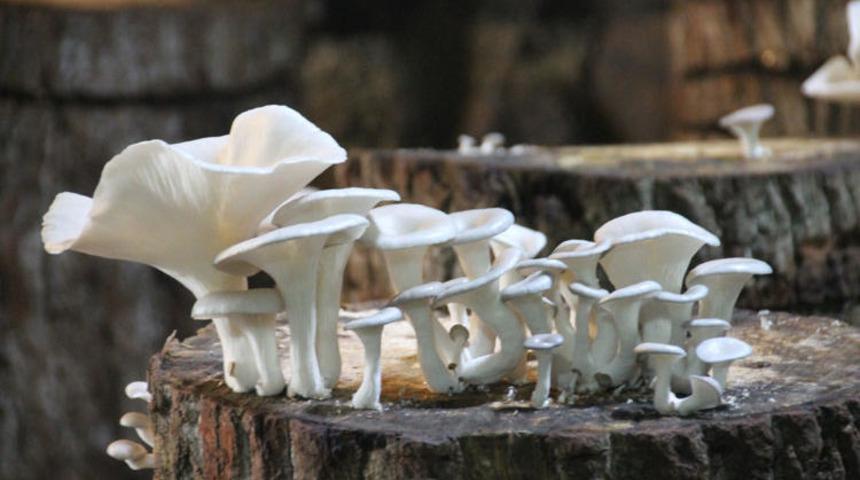 Kütükte istiridye mantarı yetiştiriyor! Tüm Türkiye'ye 20 TL'ye satıyor