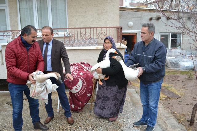 Hindileri çalınan kadına, kanatlı hayvan hediye ettiler