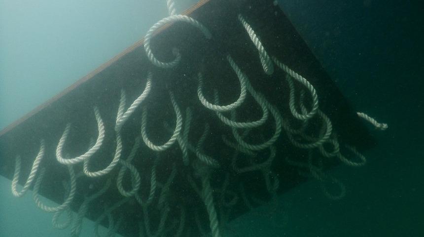 &Ccedil;eşme Marina, iki Kalamar yuvası yerleştirdi