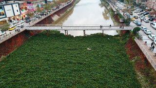 Su sümbülleri Asi Nehri'ni kapladı! Uyarı geldi: İstilacı bir tür