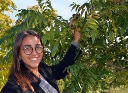 6 yıl önce dikilen pikan cevizi ağaçları meyve vermeye başladı