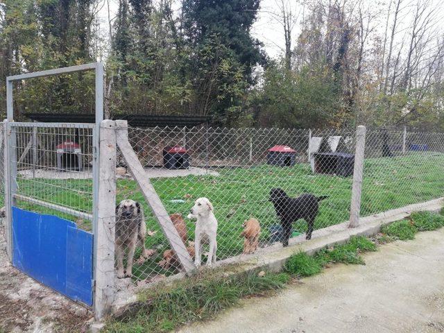 Sapanca Kadın Meclisin’den hayvan barınağına ziyaret