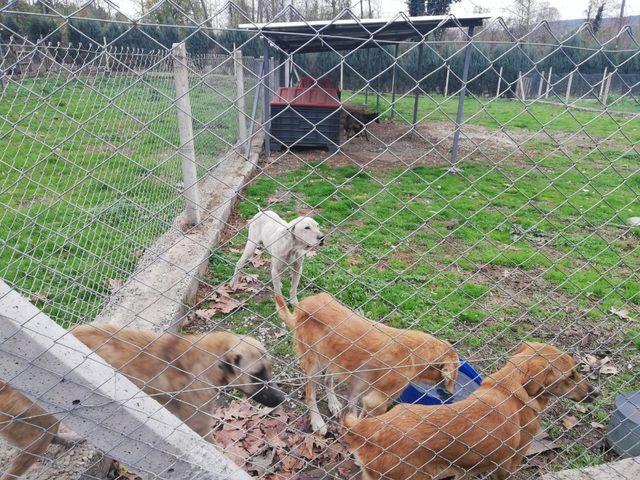 Sapanca Kadın Meclisin’den hayvan barınağına ziyaret