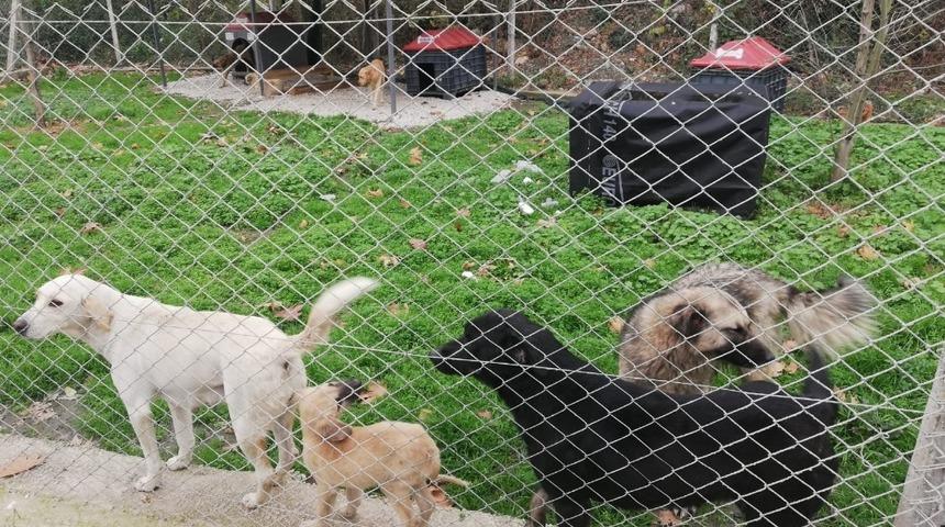 Sapanca Kadın Meclisin&rsquo;den hayvan barınağına ziyaret