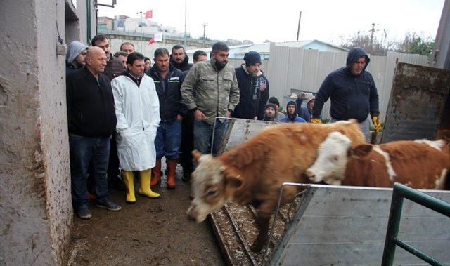 Yalovalı genç çiftçilere büyük baş hayvan dağıtıldı