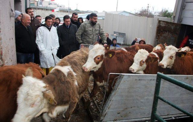 Yalovalı genç çiftçilere büyük baş hayvan dağıtıldı