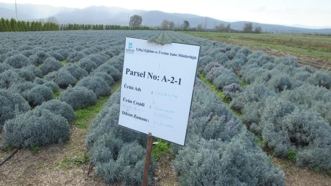Burhaniye Tıbbi ve Aromatik Bitki &Uuml;retim Merkezi oldu