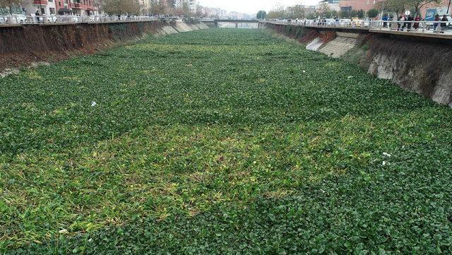 Asi Nehri, su sümbüllerinden temizleniyor