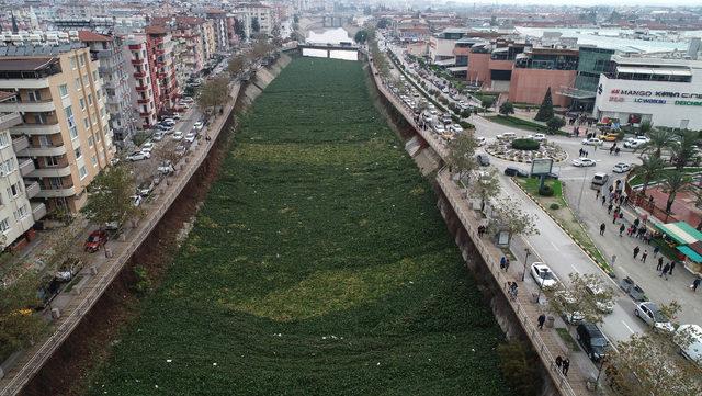 Asi Nehri, su sümbüllerinden temizleniyor