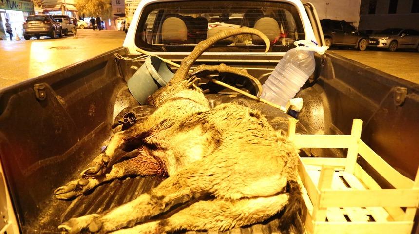 Koruma altındaki dağ keçisi öldürüldü!