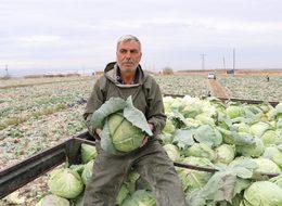 Niğde'de lahana rekoltesi yüz güldürdü