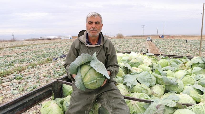 Niğde'de lahana rekoltesi yüz güldürdü