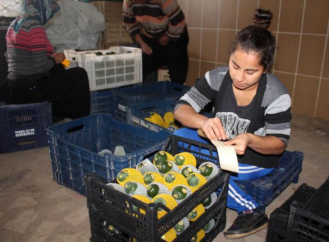 Gazipaşa'dan avokado ihracatı başladı