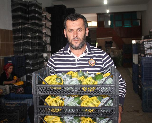 Gazipaşa'dan avokado ihracatı başladı