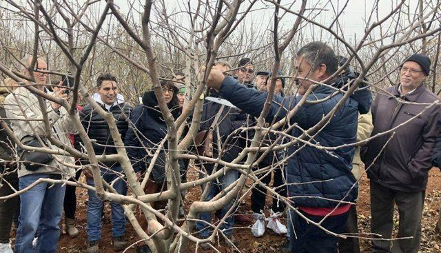 Tepebaşı’nda budama eğitimleri sürüyor