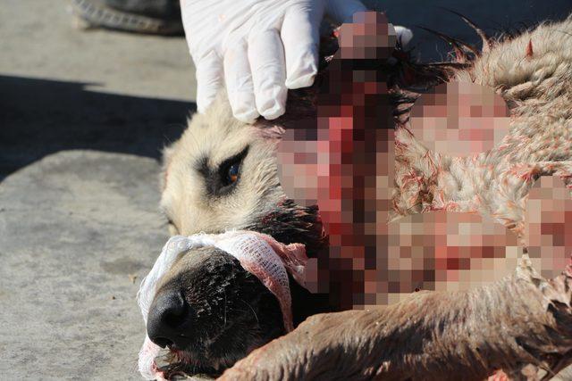 Silopi'de TIR'ın çarptığı köpek tedaviye alındı