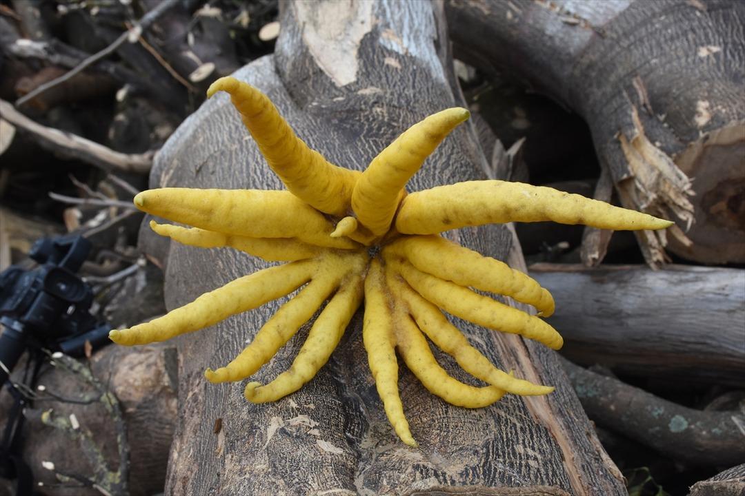 Hobi bah&ccedil;esinde 'Buda'nın eli' yetiştirdi
