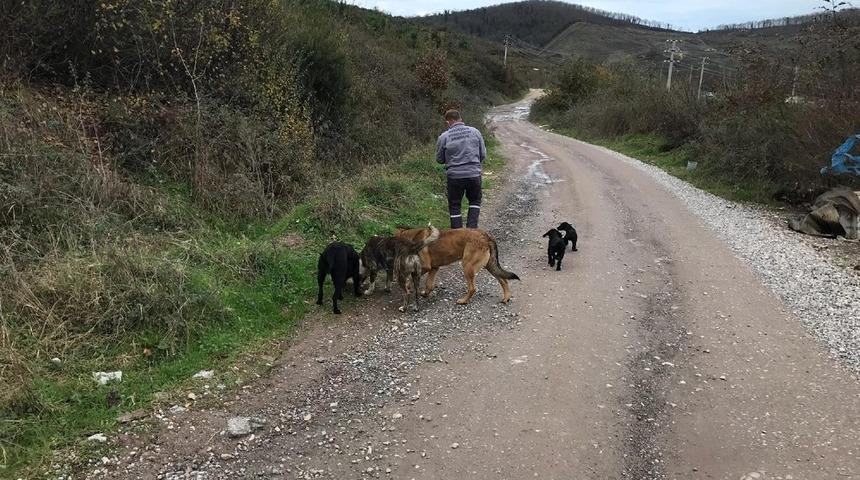 Sokak hayvanlarına y&ouml;nelik &ccedil;alışmalar yoğunlaştırıldı