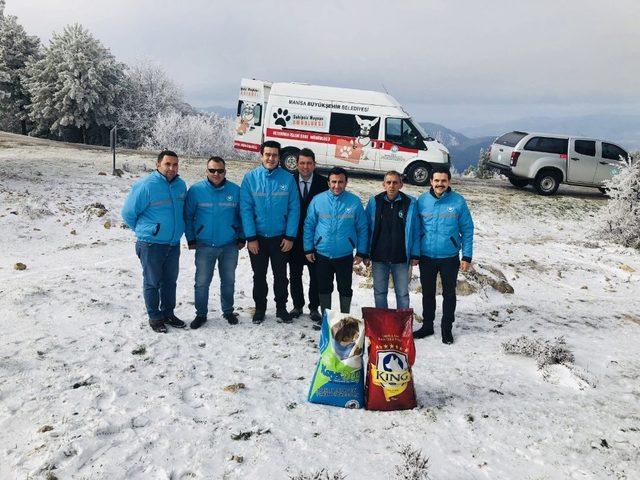 Spil&rsquo;de yaban hayvanları i&ccedil;in yem bırakıldı 1