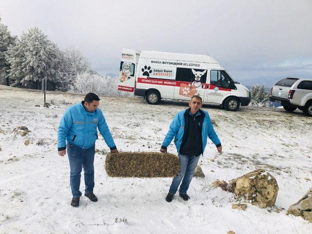 Spil&rsquo;de yaban hayvanları i&ccedil;in yem bırakıldı 2