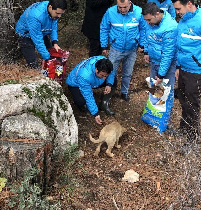 Spil&rsquo;de yaban hayvanları i&ccedil;in yem bırakıldı 3