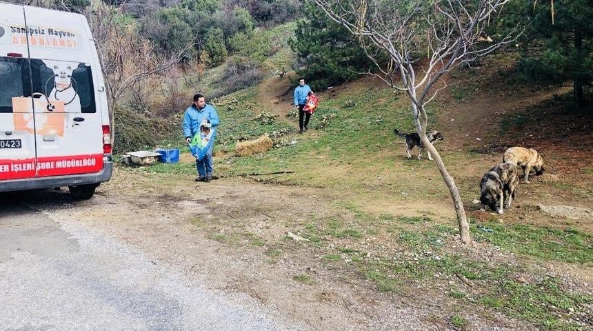 Spil&rsquo;de yaban hayvanları i&ccedil;in yem bırakıldı