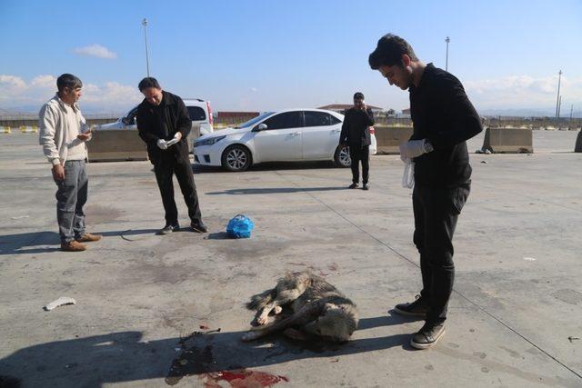 Silopi’de tırın çarptığı köpek tedavi altına alındı