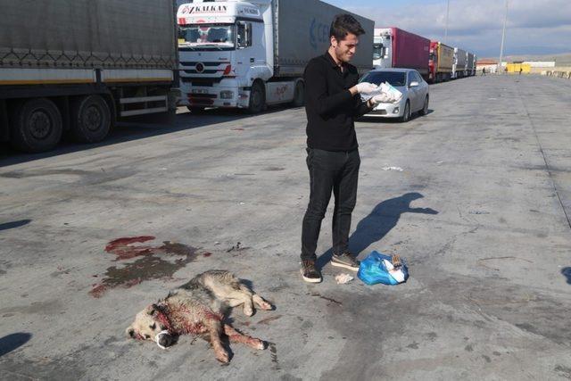 Silopi’de tırın çarptığı köpek tedavi altına alındı