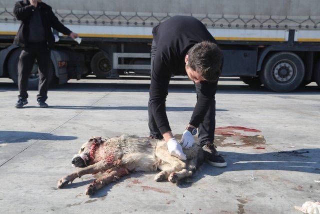 Silopi’de tırın çarptığı köpek tedavi altına alındı