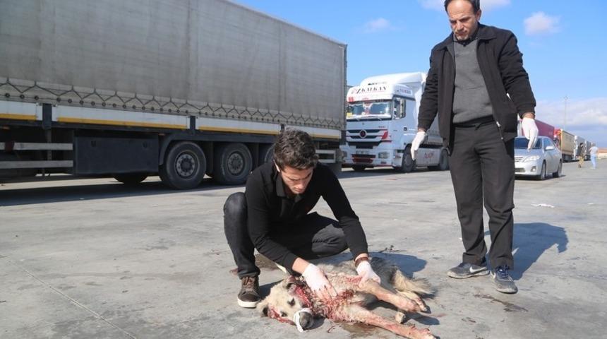 Silopi&rsquo;de tırın &ccedil;arptığı k&ouml;pek tedavi altına alındı