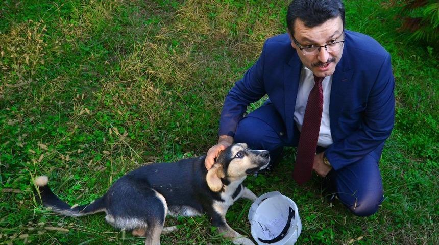 Sokak hayvanları sahipsiz bırakılmıyor