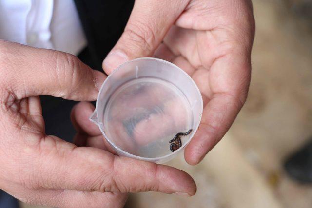 Kırkayağa benzeyen böcek, evleri istila etti (2) 1