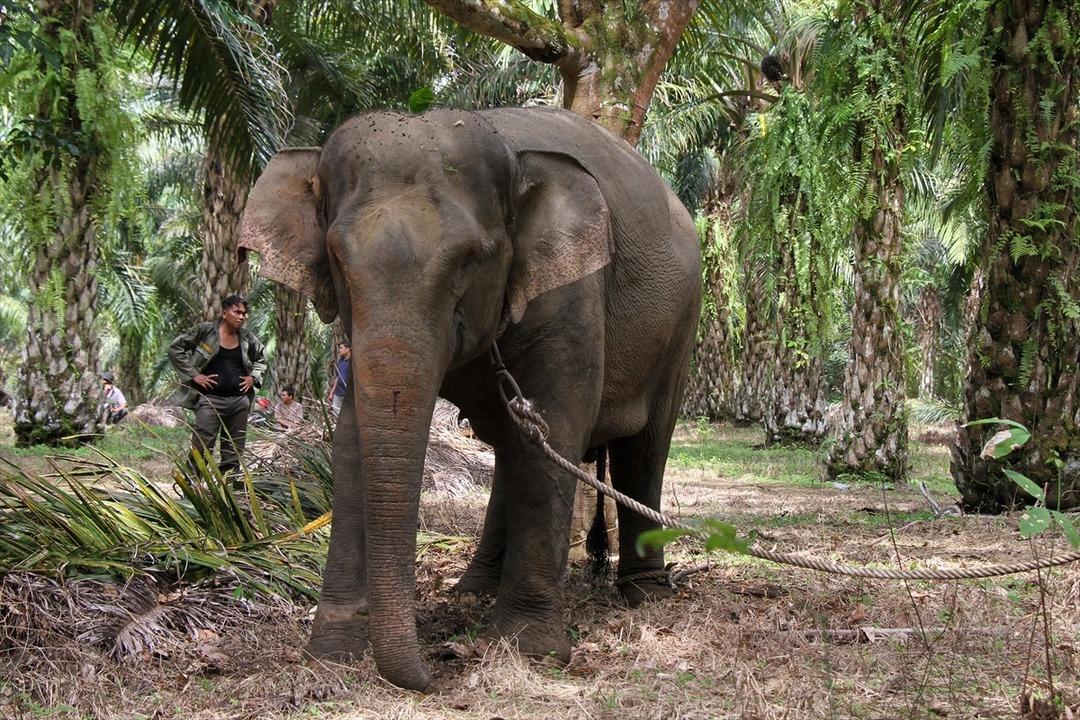 Palmiye Yağı &ccedil;iftliklerine zarar veren filin yeri değiştirildi  