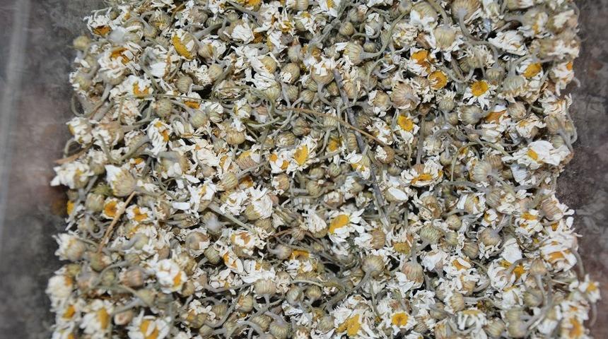 Kış &ccedil;aylarını i&ccedil;mek i&ccedil;in hasta olmayı beklemeyin