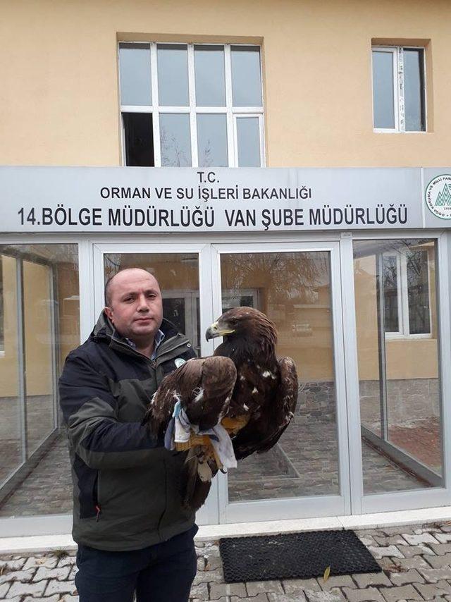 Yaralı Kaya Kartalı ile Saksağan tedavi altına alındı