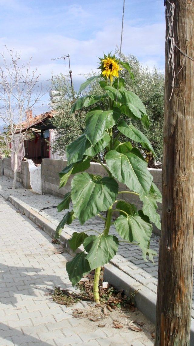 Kışın ortasında açan ayçiçeği hayrete düşürdü