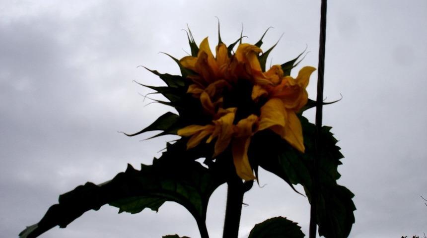 Kışın ortasında açan ayçiçeği hayrete düşürdü