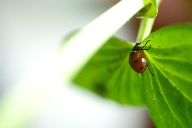 Böcekler EXPO 2023'e 'uğur' getirecek G1