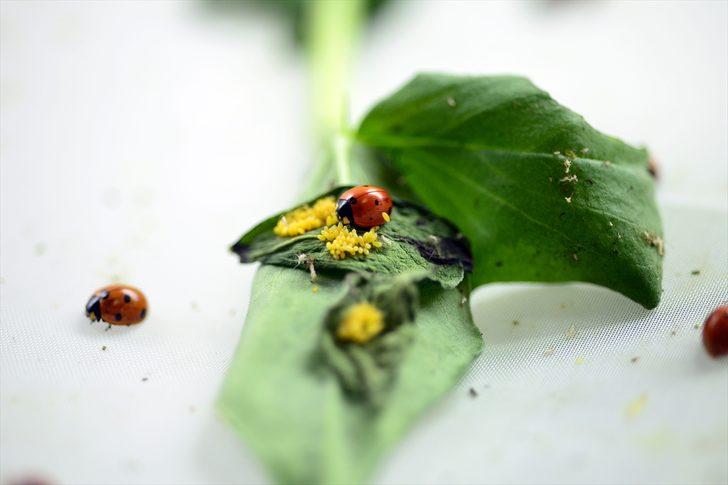 Böcekler EXPO 2023'e 'uğur' getirecek G2