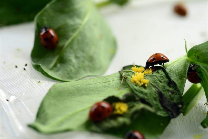 Böcekler EXPO 2023'e 'uğur' getirecek G4