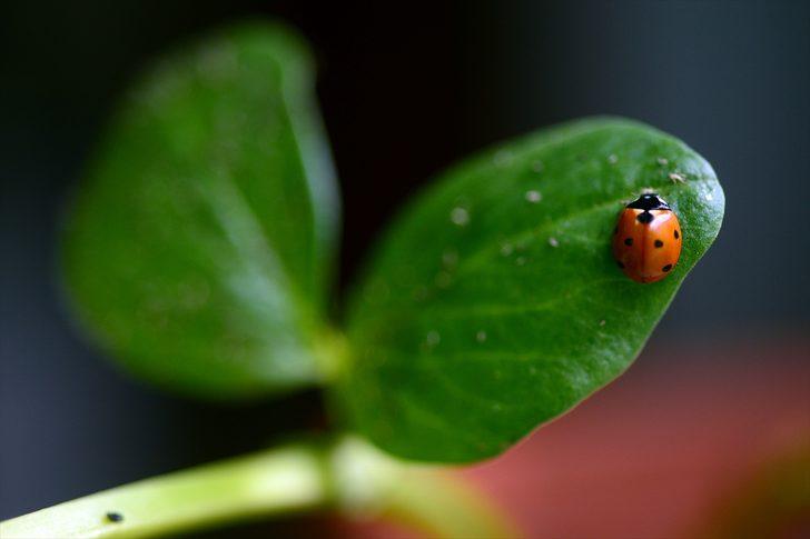 Böcekler EXPO 2023'e 'uğur' getirecek G5