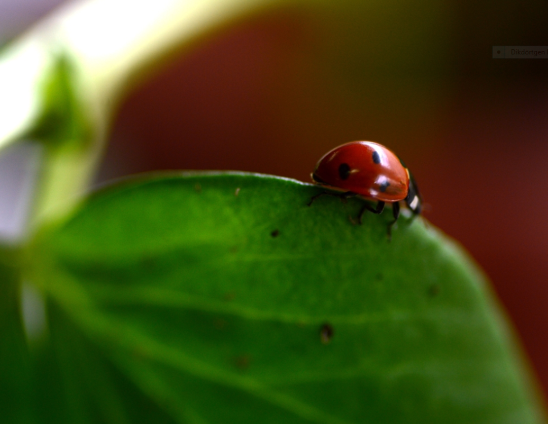 B&ouml;cekler EXPO 2023'e 'uğur' getirecek