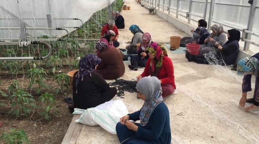Suriyeli mültecilere serada sebze üretimi eğitimi